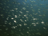 A School of Cichlid Fish in Lake Malawi Photographic Print by Bill Curtsinger