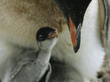 An Adult Gentoo Penguin Looks Down at its Small Chick Photographic Print by Maria Stenzel
