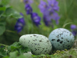A Speckled Thick-Billed Murres Egg Nestled Among Purple Wildflowers Photographie par Joel Sartore