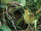 An Attwaters Prairie Chicken and Her Chick Photographic Print by Joel Sartore