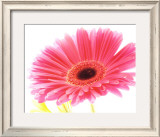 Magenta Gerbera Posters by Michael Bird