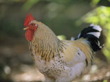 Close View of a Rooster Photographic Print by Joel Sartore