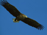An Endangered White-Tailed Sea Eagle in Flight Photographic Print by Tim Laman