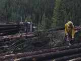 Logging Near Salmon, Idaho Photographic Print by Joel Sartore