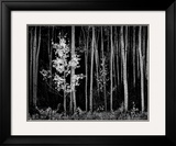 Aspens, Northern New Mexico, 1958 Art by Ansel Adams