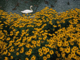 A Swan Swims Past a Beautiful Flower Bed Photographic Print by Raymond Gehman