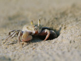 A Wary Crab Keeps an Eye out for Danger as it Sits Near its Burrow Photographic Print