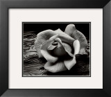 Rose and Driftwood, San Francisco, California Posters por Ansel Adams Rose and Driftwood, San Francisco, California Posters por Ansel Adams