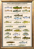 Great Lakes Sportman's Game Fish Poster