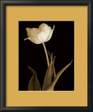 Splendid Beauty Prints by Charles Britt