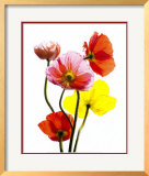 Multi-Colored Poppies Prints by Cédric Porchez