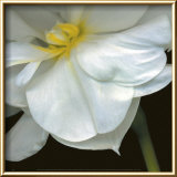 O'Keefe Jonquil Poster by Pip Bloomfield