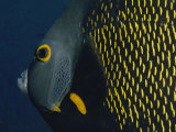 A Close View of a French Angelfish Photographic Print by Bill Curtsinger