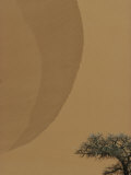 Acacia tree and sand dune Lámina fotográfica por Jason Edwards Acacia tree and sand dune Lámina fotográfica por Jason Edwards
