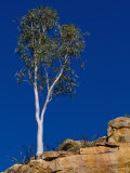 A View of a Eucalyptus Tree at the Top of a Cliff Photographie par Bill Ellzey
