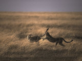 A Pair of Cheetahs Play with One Another Photographic Print by Jason Edwards