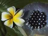 Black Pearls and Hibiscus Flower Photographie par Paul Chesley