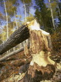 A Tree Knawed on by a Beaver Photographic Print by Bill Curtsinger