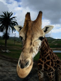 A Giraffe Posing for its Portrait at the San Diego Wild Animal Park Photographic Print by Wolcott Henry