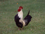 A Crowing Rooster Standing on a Lawn Photographie par Todd Gipstein