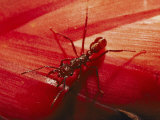 Solitary Red Ant Photographic Print by Bill Curtsinger