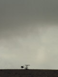 An Ostrich Stands on the Distant Horizon Photographic Print by Jason Edwards