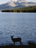 Mule Deer Standing on the Edge of Maligne Lake Photographic Print by Dean Conger