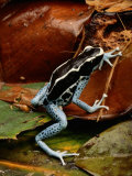 Poison-Dart Frog Photographic Print by George Grall