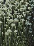 Garlic Chives, Whose Growth is Encouraged by Nipping the Flowers Photographic Print by Sam Abell