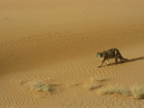 A Mountain Lions Walks Across a Desert Landscape Photographic Print by Norbert Rosing