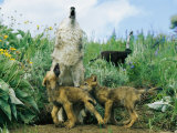 A gray wolf teaches her young pups to howl Lámina fotográfica por Norbert Rosing