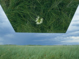 A Mirror Helps Show a Threatened Western Prairie Fringed Orchid in a Sea of Grass Photographic Print by Joel Sartore