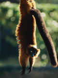 A Captive Red-Ruffed Lemur Hangs from a Tree Photographic Print by Roy Toft