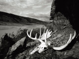 A Moose Skull Lays Along the Rocky Coast of the Alsek River in Alaska Photographie par Barry Tessman