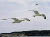 Herring Gulls in Flight Photographic Print by Phil Schermeister