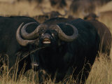 Cape Buffalo Photographic Print by Michael Nichols
