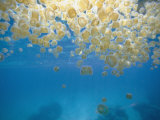 Sea thimble jellyfish Lámina fotográfica por Bill Curtsinger