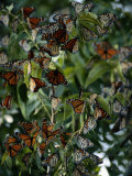 Monarch Butterflies Flock Together Photographie par George Grall