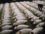 Rows of Shark Carcasses Getting Prepared to Be Auctioned off at a Tokyo Fishmarket Fotografisk tryk af Paul Chesley Rows of Shark Carcasses Getting Prepared to Be Auctioned off at a Tokyo Fishmarket Fotografisk tryk af Paul Chesley