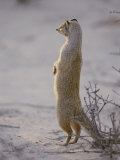 A Yellow Mongoose Stands on its Hind Legs to Survey the Surrounding Area Photographie par Nicole Duplaix