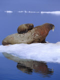 A young Atlantic walrus calf seeks refuge from predators by climbing on its mothers back Lámina fotográfica por Paul Nicklen