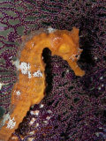 A Close-View Image of a Pacific Sea Horse Photographic Print by Wolcott Henry