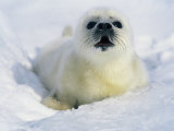 A Newborn Gray Seal Pup Lifts its Head and Stares Directly at the Camera Photographic Print by Norbert Rosing
