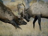 Young Bull Wapitis Spar at the Start of the Fall Rut Photographic Print by Raymond Gehman
