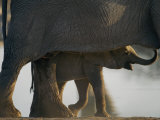 Baby Elephant Seen Beneath an Adult Photographic Print by Nicole Duplaix