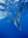 A Tail-End View of a Whale Shark Photographic Print by Brian J. Skerry
