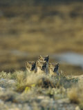 Young Arctic Foxes on a Hillside Above Cambridge Bay Photographic Print by Norbert Rosing