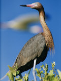 A Reddish Egret on the Galapogos Islands Photographic Print by Steve Winter