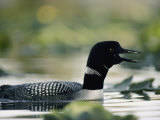 A Swimming Male Loon in Breeding Plumage Emits a Call Photographie par Michael S. Quinton