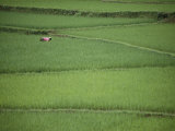 Woman Tends Terraced Rice Paddies Photographic Print by Steve Raymer